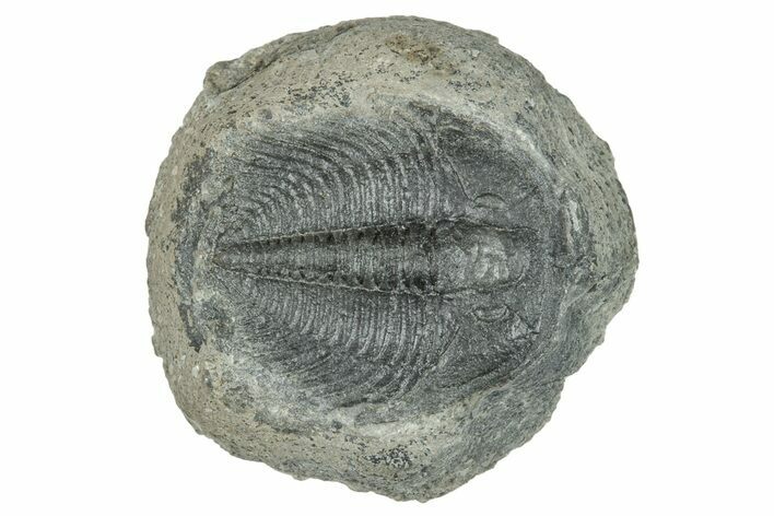 Upper Cambrain Trilobite (Labiostria) - British Columbia #246577
